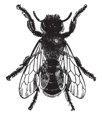 Yaprak kesici arı yetişkin dinlenme, vintage çizgi çizme veya oyma illüstrasyon kanatlı.