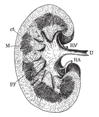 Bu resimde böbrek, vintage çizgi çizme veya oyma illüstrasyon bölümü temsil eden.