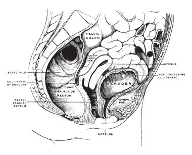 Bu illüstrasyon kadın Pelvis, vintage çizgi çizme veya oyma illüstrasyon temsil eder..
