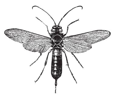Dev woodwasp, vintage illüstrasyon kazınmış. Doğal Tarih hayvanların, 1880