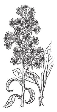 İngiliz altın-rod otsu bir bitki olduğunu ve bu kez bir süs çiçek bahçeleri, vintage çizgi çizme veya oyma illüstrasyon olarak büyüyor.