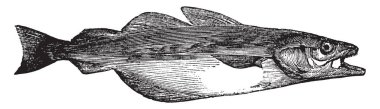 Pollack is twelve to twenty four inches long, vintage line drawing or engraving illustration. clipart