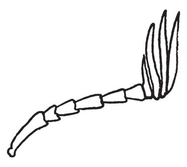 Lamellate anteni yelpaze şeklinde, vintage çizgi çizme veya oyma illüstrasyon.