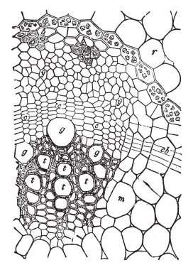 Kesit açık fibrovascular bundle, vintage çizgi çizme veya oyma illüstrasyon gösteren bir resim.