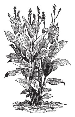 Canna is a family of 10 types of flowering plants. The nearest living relations to cannas are the other plant groups of the request Zingiberales, which is the Zingiberaceae, Musaceae, Marantaceae etc, vintage line drawing or engraving illustration. clipart