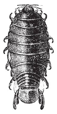 Anilocra, vintage illüstrasyon kazınmış. Doğal Tarih hayvanların, 1880