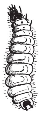 Cadelle depo, vintage çizgi çizme veya oyma illüstrasyon bir kozmopolit ve yaygın zararlı olduğunu.