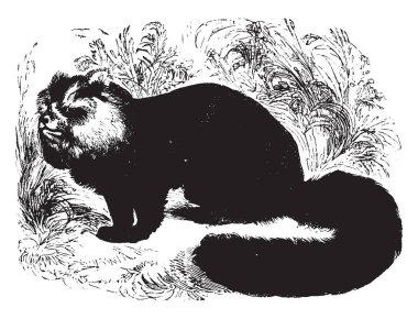 Güney Merkezi Çin, vintage çizgi çizme veya oyma illüstrasyon için yerel bir ayı Panda..