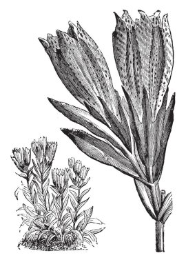Alışkanlık gösterilen ve önümüzdeki Gentiana Algida müstakil bir resim. Gentianaceae ailesine ait. Mor çizgiler ve noktalar, vintage çizgi çizme veya oyma illüstrasyon ile kremsi beyaz çiçekler.