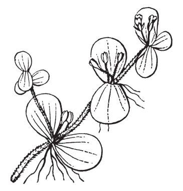 Resim Herpestris bitkisinin çiçek gösterir. Küçük, beyaz, dört-beş yaprakları ile. Yapraklar karşılıklı düzenlenmiş kök, vintage çizgi çizme veya oyma illüstrasyon.