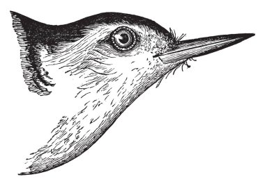 Bu resim Beyaz karınlı sıvacı kuşu, vintage çizgi çizme veya oyma illüstrasyon temsil eder..
