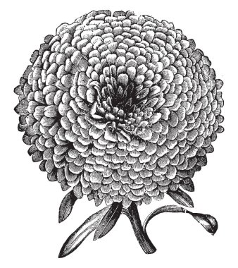 Esterleri çok yıllık çiçekler ve birçok renk bu çiçekleri vardır. Victoria Asterestaster en popüler çeşitlerden biridir esterleri Ayrıca kendi Bahçe, vintage çizgi çizme kelebekler çekmek veya illüstrasyon oyma.