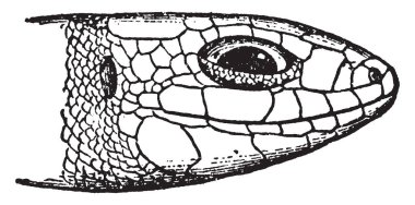 Laceria Vivipara s Avrasya kertenkele ve o yaşıyor uzak kuzey olmayan deniz sürüngen, vintage çizgi çizme veya oyma illüstrasyon diğer türler.