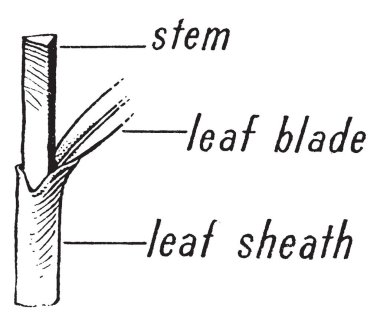 Saz morfoloji bitki resim. Resim, kök, yaprak bıçak ve yaprak kılıf bölümü gösterir. Üçgen kesit, vintage çizgi çizme veya oyma illüstrasyon kaynaklanıyor vardır.