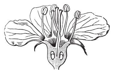 Resim Hawthorn Blossom çiçek yapısını gösterir. Üç düz yaprakları vardır ve alt peduncle orada sonra sepals, calyx & hazne mevcuttur. Carpel, pistil & stamen çiçek, vintage çizgi çizim veya gravür illüstrasyon içinde mevcuttur.
