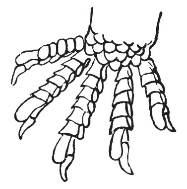 Skink Claw çok uzun ve keskin olması ve sadece diğer Evcil hayvan, vintage çizgi çizme veya oyma illüstrasyon gibi büyüyebilir.