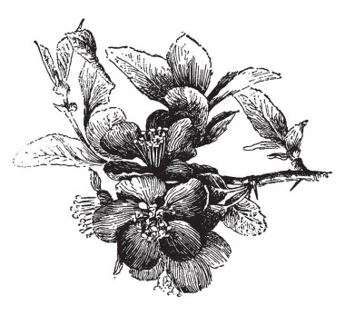 Chaenomeles Japonica Japonya ayva bilinir. Yaprak döken bir çalı, vintage çizgi çizme veya oyma illüstrasyon olduğunu.