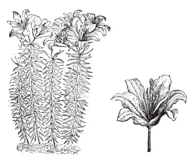 Lilium Elegans bir çiçekli bitkidir. Her kök bir ya da iki çiçek başları vardır. Çiçekler soluk, renkli, vintage çizgi çizme veya oyma illüstrasyon kırmızı kırmızı.