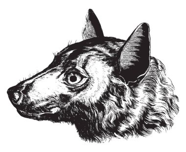 Baş, Roussette hangi megabat veya eski dünya meyve yarasalar, vintage çizgi çizme veya oyma illüstrasyon familyasından bir yarasa.