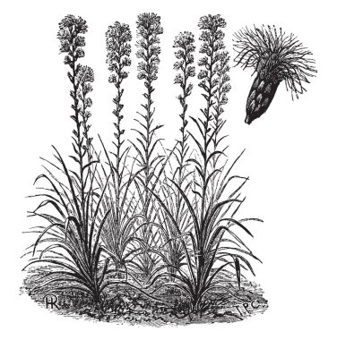 Resmini Liatris Spicata müstakil çiçek Başkanı. Çiçekleri mor yıllar içinde. 1-2 feet uzunluğunda, vintage çizgi çizme veya oyma illüstrasyon bitkidir.