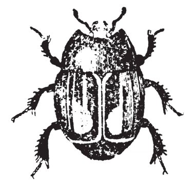 Kopyalama böceği nadiren aşan bir inç içinde uzunluk, vintage çizgi çizme veya oyma illüstrasyon üçte biri.