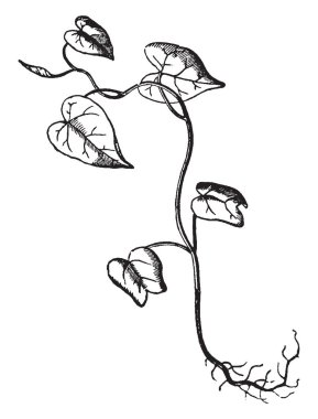 Bu sahneyi sabah zafer, vintage çizgi çizme gelişmiş fide gösterilen veya illüstrasyon oyma.