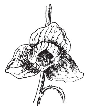 Kestane ağacı, vintage çizgi çizme veya oyma illüstrasyon çiçek resmi.