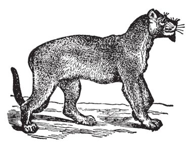 Bir Amerikan etçil memeli, vintage çizgi çizme veya oyma illüstrasyon Puma olduğunu.