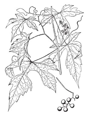 Vitis Rubra gösteren bir resim. Bu asma aileden ve bileşik yaprak vardır. Çok ince, vintage çizgi çizme veya oyma illüstrasyon dalıdır.