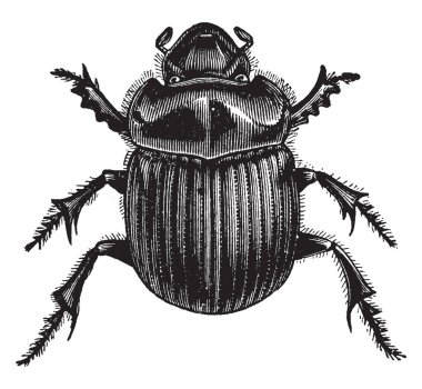 Bir büyük böceği, vintage çizgi çizme veya oyma resimde olan tumblebug.