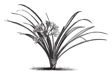 Bu bitki ile geniş büyük koyu yeşil yaprakları, vintage çizgi çizme veya oyma illüstrasyon portakal çiçeği vardır.