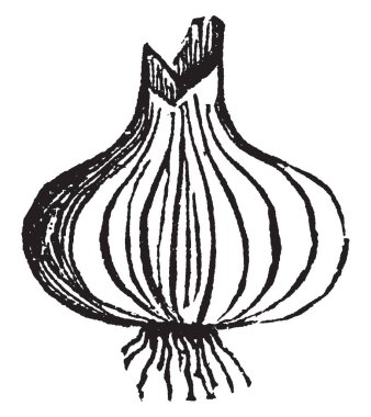 Bu tam gösteren resim büyümek soğan. Bir sebze türüdür. Yeraltı yetişir. Bu yuvarlak şekli. Yaprakların üst tarafında, büyümek bu ince ve uzun. Gıda, vintage çizgi çizme veya oyma illüstrasyon kullanın.