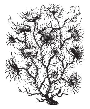 Usnea, eski gravür. La Vie dans la nature, 1890