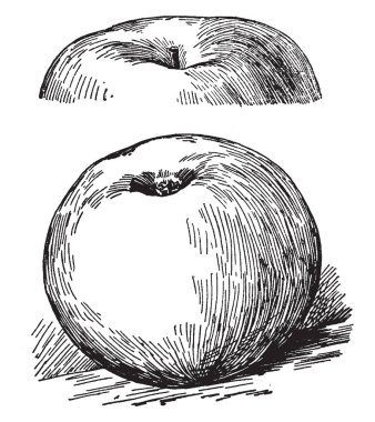 Bu görüntüde işte Rhode Island greening elma, vintage çizgi çizme veya oyma illüstrasyon.