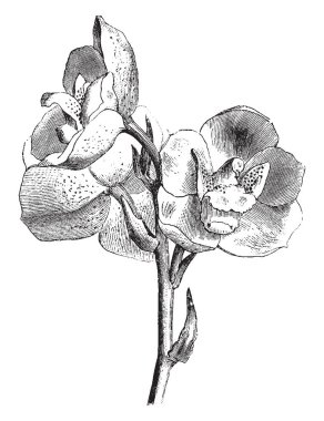 Bu kutsal ruh çiçek tatlı kokulu, vintage çizgi çizme veya oyma illüstrasyon için kullanılan olarak da bilinen güvercin çiçek ve peristeria elata bir resmi vardır.