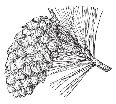 Esnek çam ağacı çam. Esnek çam ağacı kolayca bükülmüş, vintage çizgi çizme olmak veya illüstrasyon oyma yeteneğine sahip.