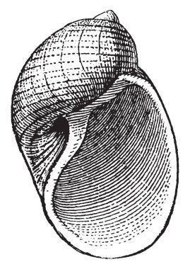 Yırtıcı deniz sümüklü böcek yumuşakçalar, vintage çizgi çizme veya oyma illüstrasyon gastropod sınıfta Naticoid olduğunu.
