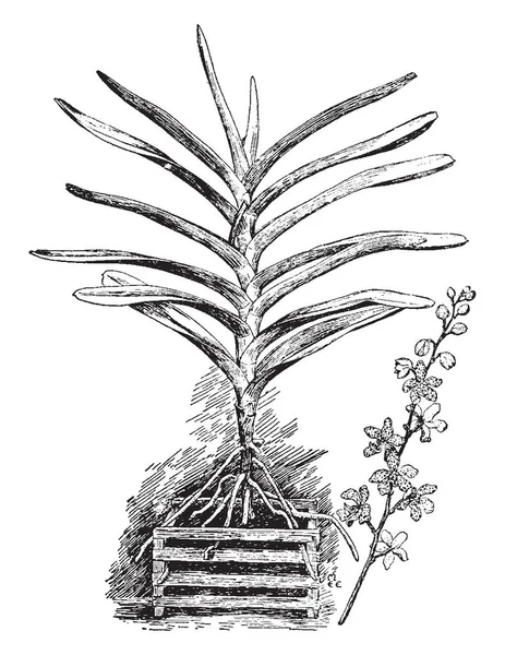 Vandopsis Lissochiloides Pertenece Familia Orchid Sus Flores Tienen Una Parte — Vector de stock