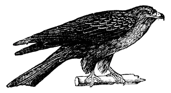 Közös Kite Vintage Vésett Illusztráció Állatok 1880 Ban Természettudományi — Stock Vector