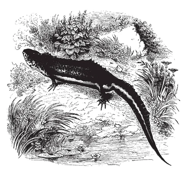 Common Warty Newt Six Inches Long Vintage Line Drawing Engraving — Stock Vector
