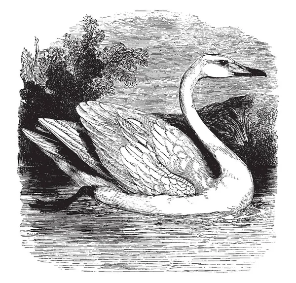 Mute Swan Mesure Jusqu Cinq Pieds Longueur Dessin Ligne Vintage — Image vectorielle