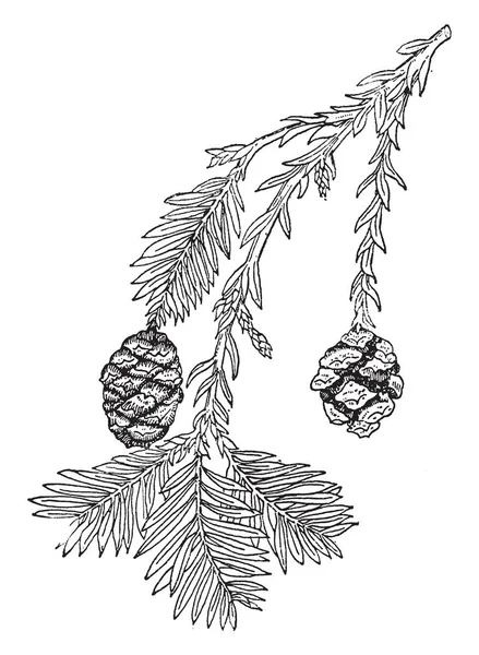 Une Image Montrant Une Branche Sequoia Sempervirens Qui Est Toujours — Image vectorielle
