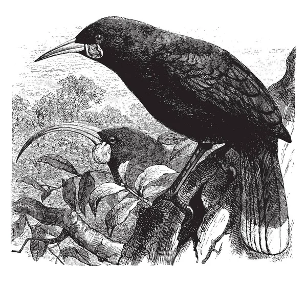 Huia Utdöd Art Nya Zeeland Kråsfågel Och Endemiska Till Nordön — Stock vektor