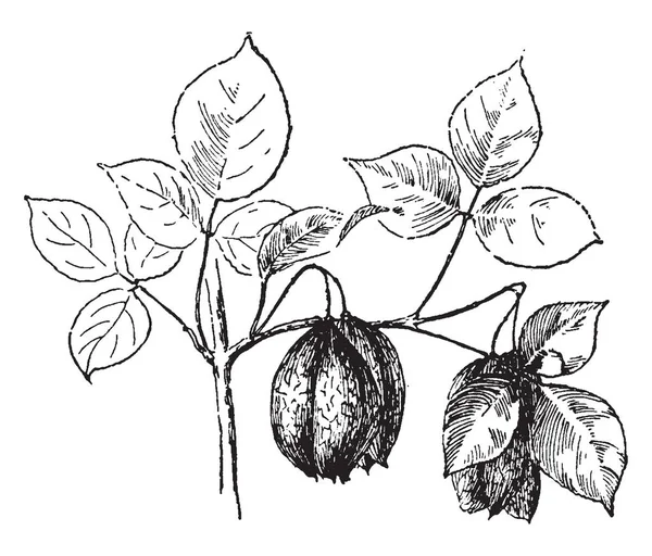 这张图片显示了一个被称为省荆的灌木 主要见于北美洲东部 从安大略省南部和西南魁北克西到内布拉斯加州和阿肯色州 南至佛罗里达州 复古线条绘画或雕刻插图 — 图库矢量图片