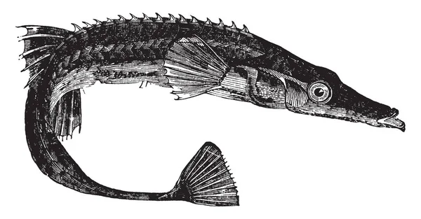 Beş Spined Stickleback Beş Sekiz Santim Uzunluğunda Vintage Çizgi Çizme — Stok Vektör