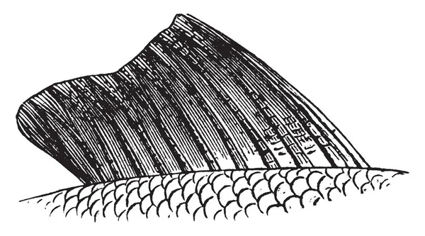 Fish Fin Geralmente Características Anatômicas Mais Distintivas Peixe Desenho Linha — Vetor de Stock