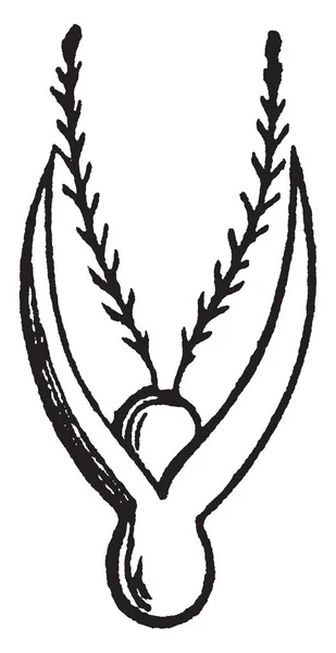 Цветок Травы Цветок Начал Расти Стигма Растет Верхней Части Цветка — стоковый вектор