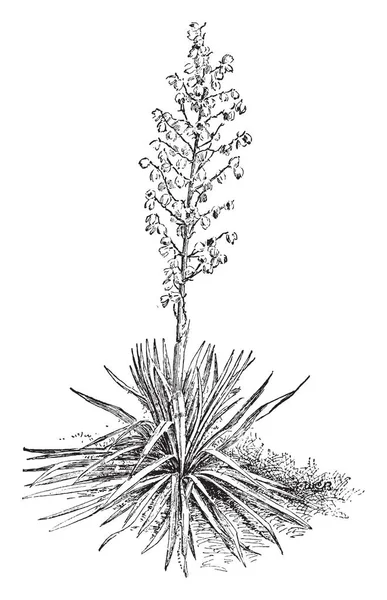 Une Photo Montre Yucca Filamentosa Appartient Famille Des Asparagaceae Est — Image vectorielle
