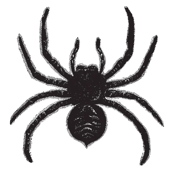 Tarantula Magában Foglalja Egy Csoportja Nagy Gyakran Szőrös Pókok Pókok — Stock Vector