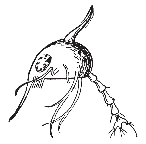 Cangrejo Crustáceos Decápodos Del Infraorden Brachyura Dibujo Líneas Vintage Ilustración — Archivo Imágenes Vectoriales